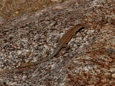 Camouflaged Lizard