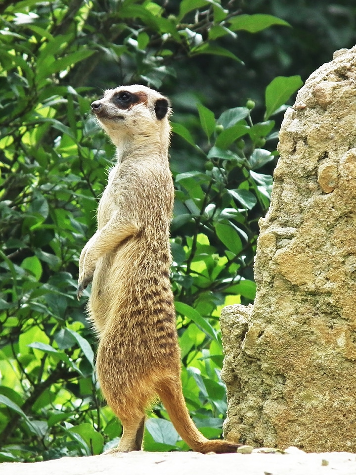 Cute sweet animals