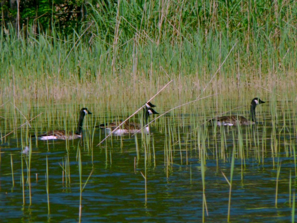 Canadian Geese Swimming