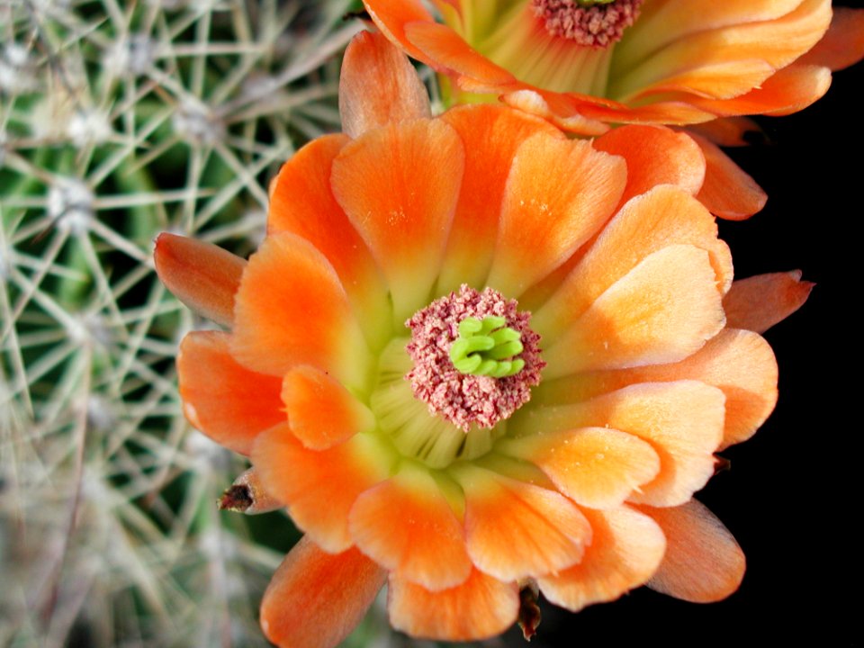 Cactus 88