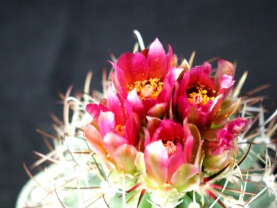 Cactus 90