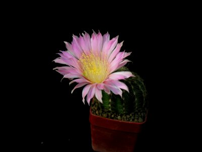 Cactus 68