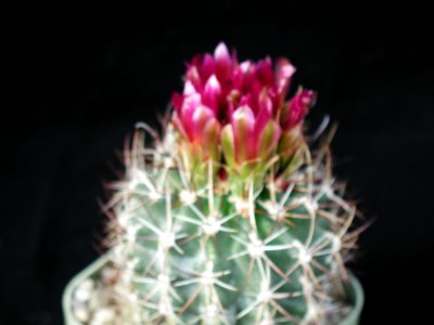 Cactus 91