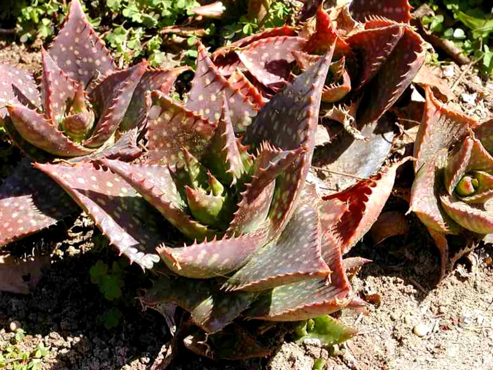 Cactus
