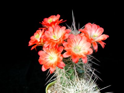 Cactus 96