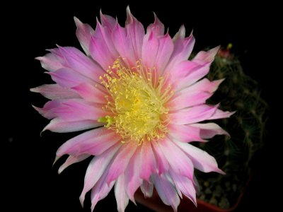 Cactus 67