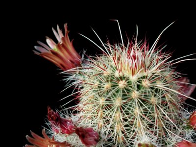 Cactus 65