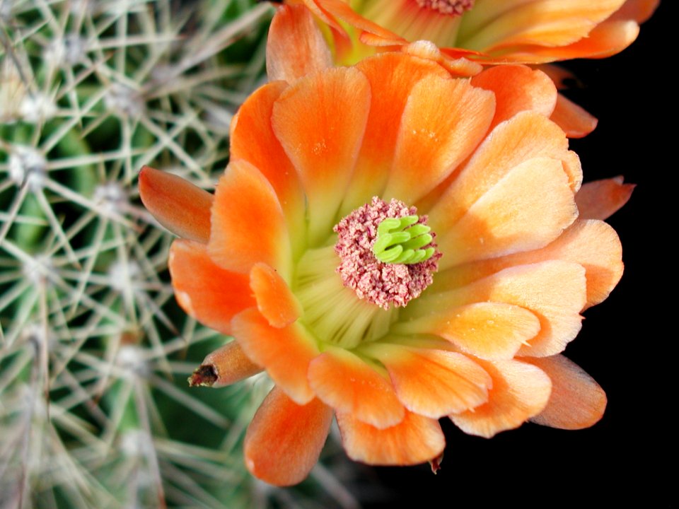 Cactus 83