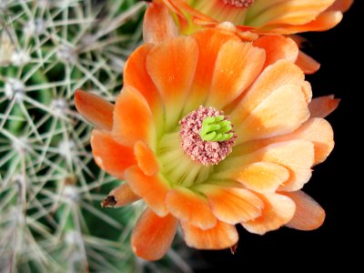 Cactus 83