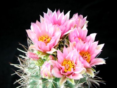Cactus 92
