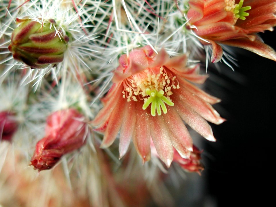 Cactus 66