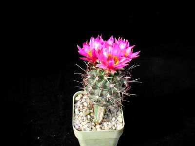 Cactus 79 photo