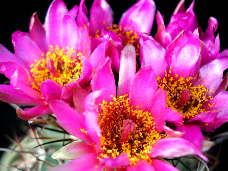 Cactus 82