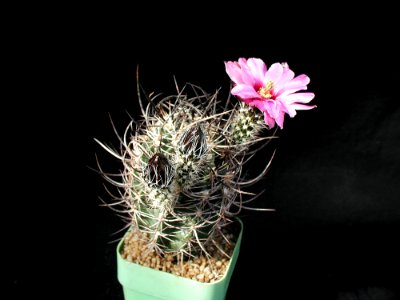 Cactus 38