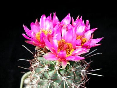 Cactus 81