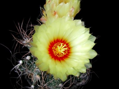 Cactus 5