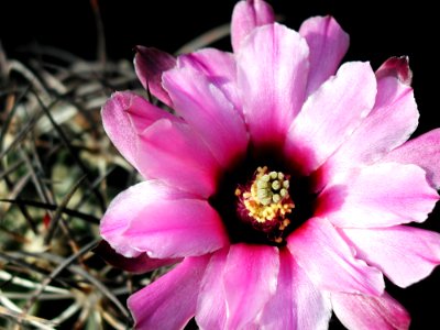 Cactus 40