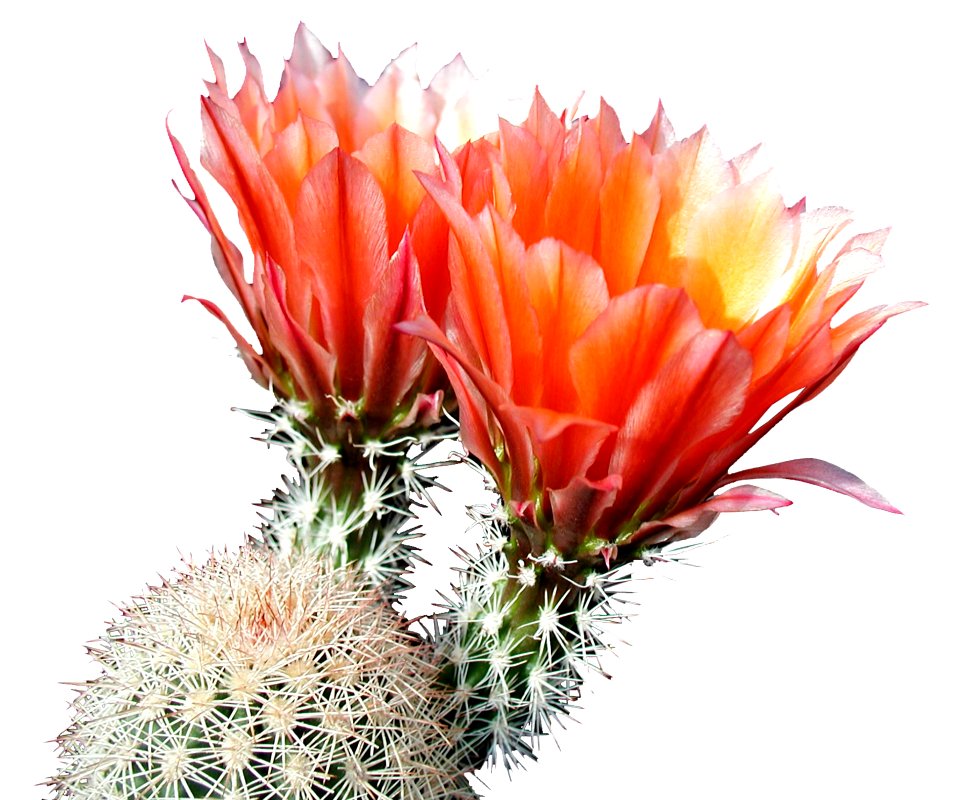 Cactus 219