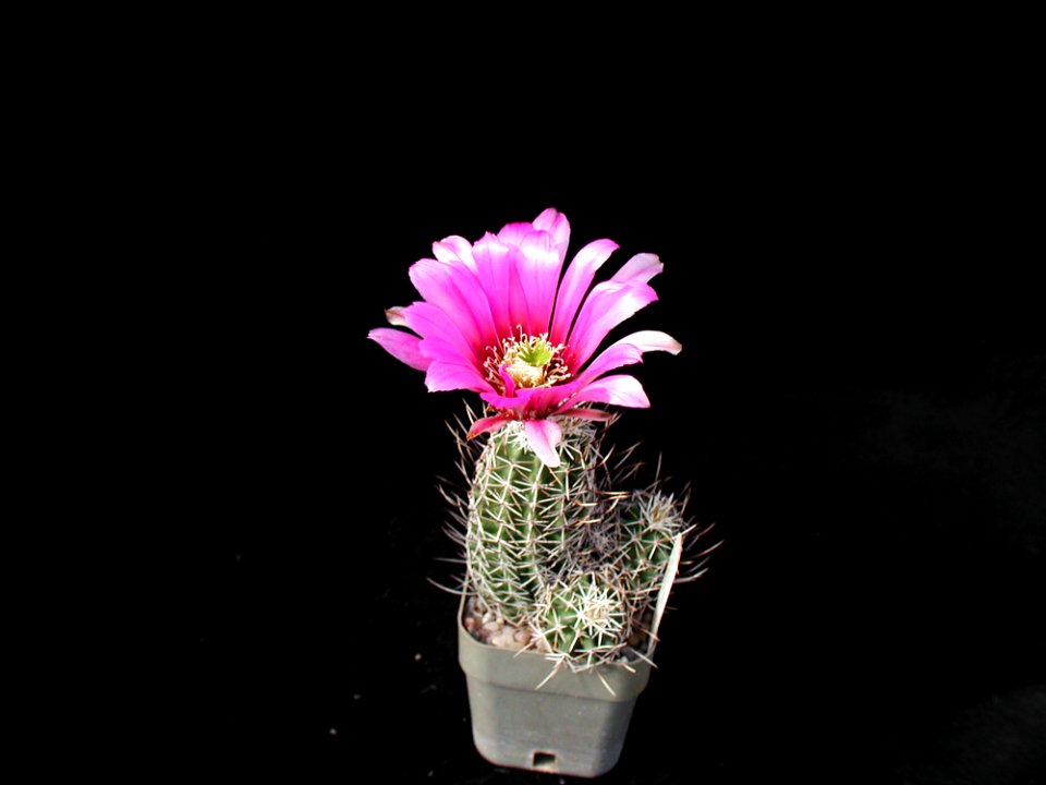 Cactus 49