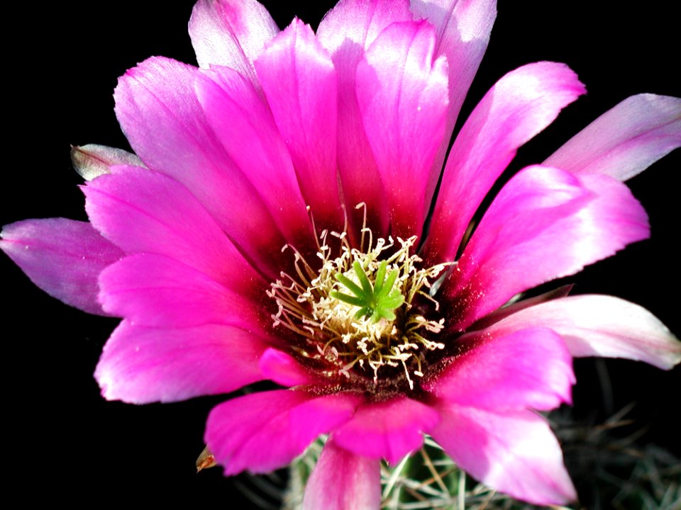Cactus 46