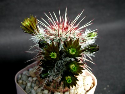 Cactus 196