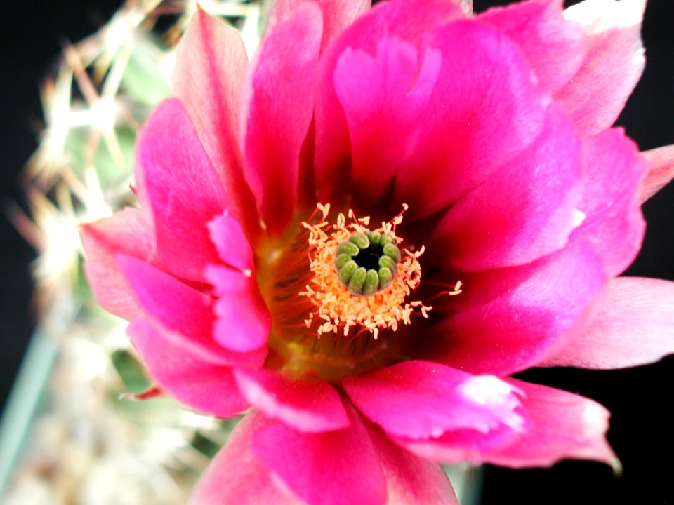 Cactus 41