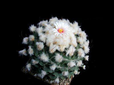 Cactus 210