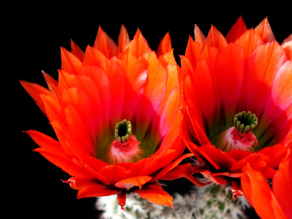 Cactus 26