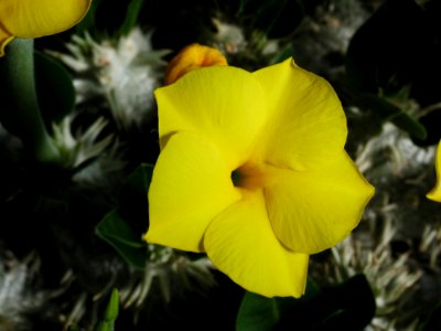 Cactus 208