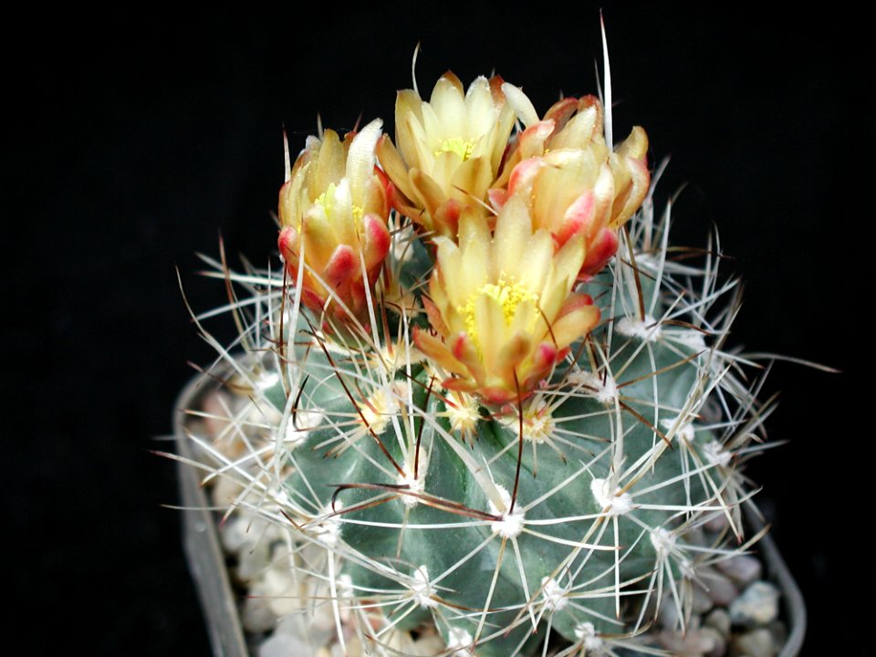 Cactus 3