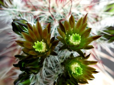 Cactus 195