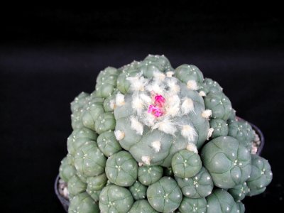 Cactus 218