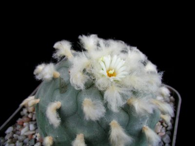 Cactus 214