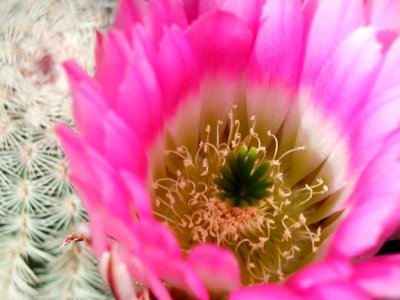 Cactus 20
