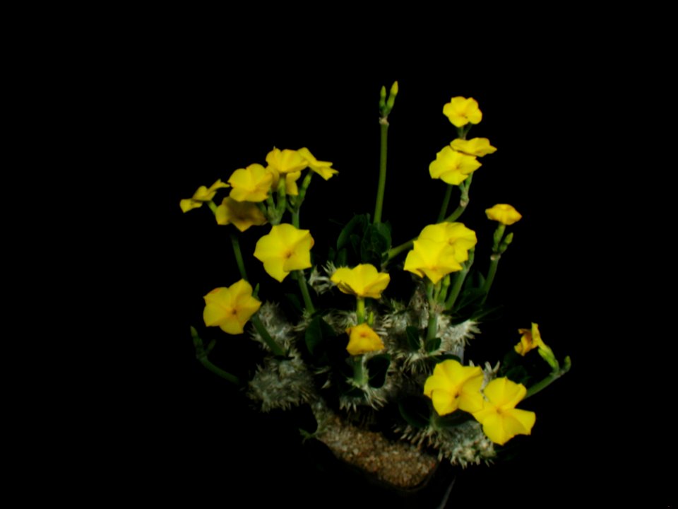Cactus 205