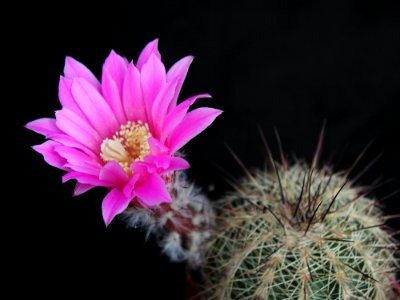 Cactus 203