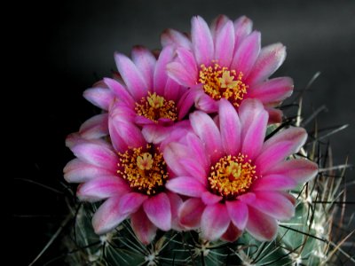 Cactus 190