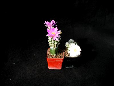 Cactus 2 photo