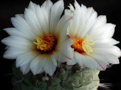 Cactus 194
