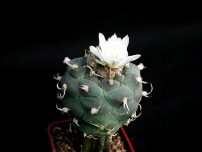 Cactus 182
