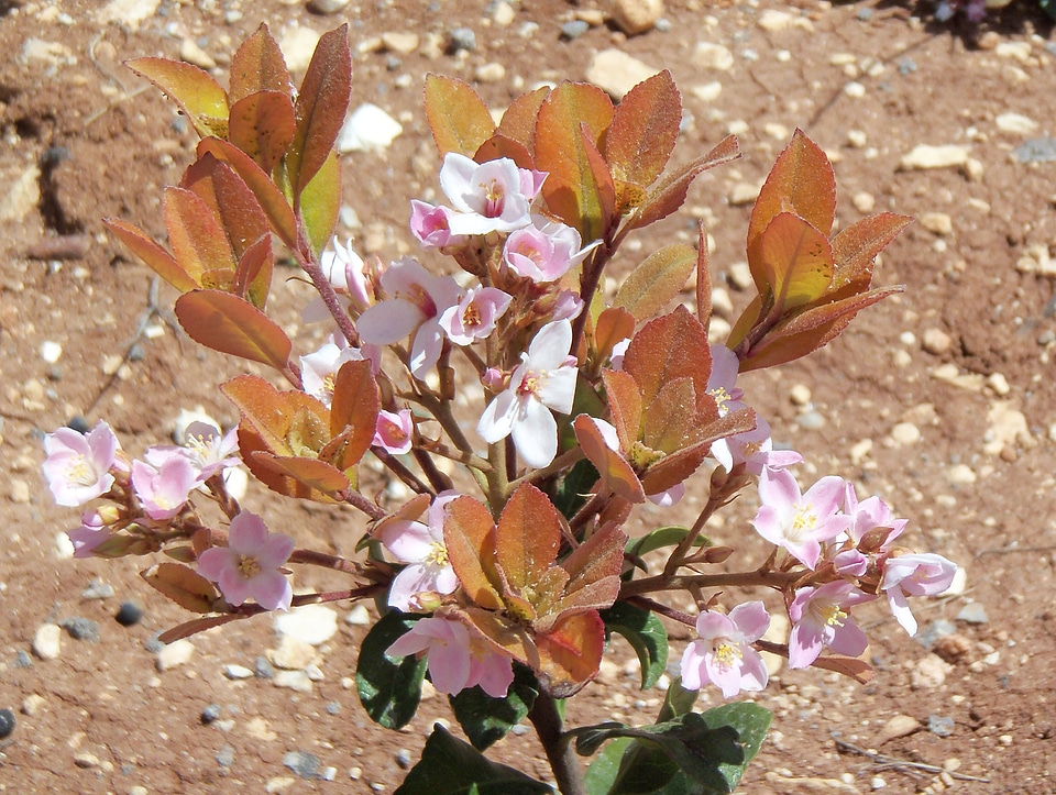 Blossom bloom petal