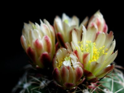 Cactus 171