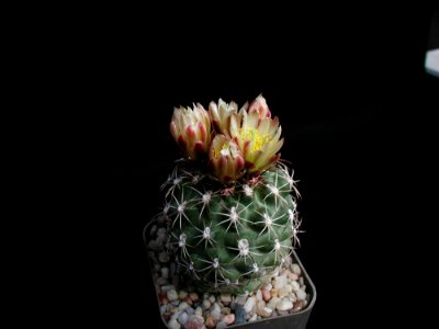 Cactus 170