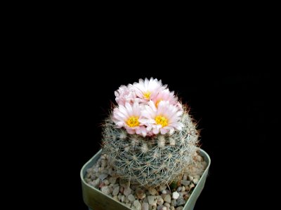 Cactus 157