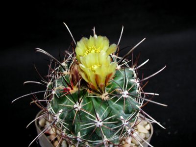 Cactus 126
