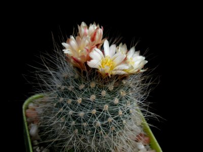 Cactus 150