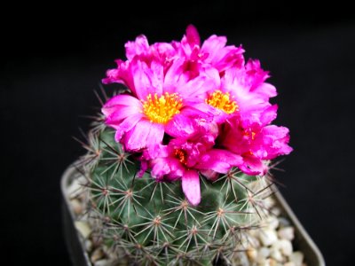 Cactus 140