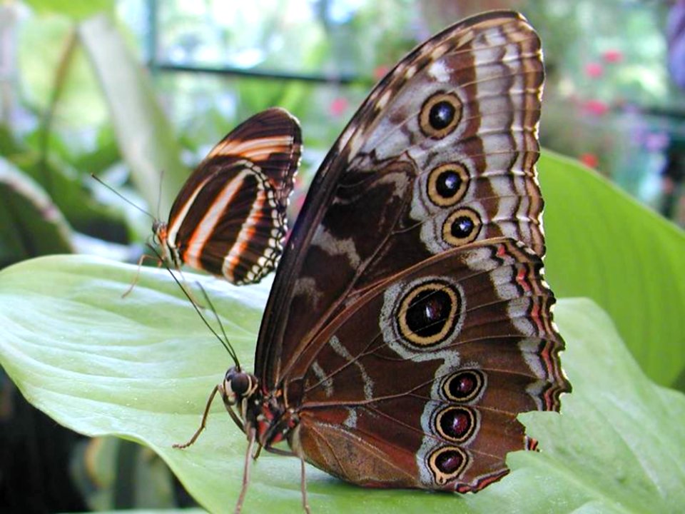 Butterflyes