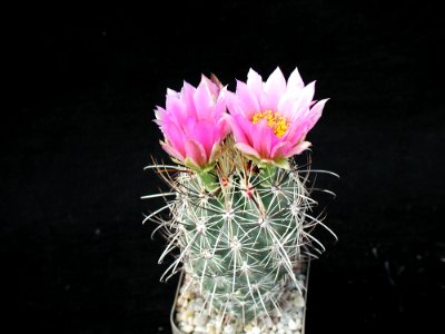 Cactus 109