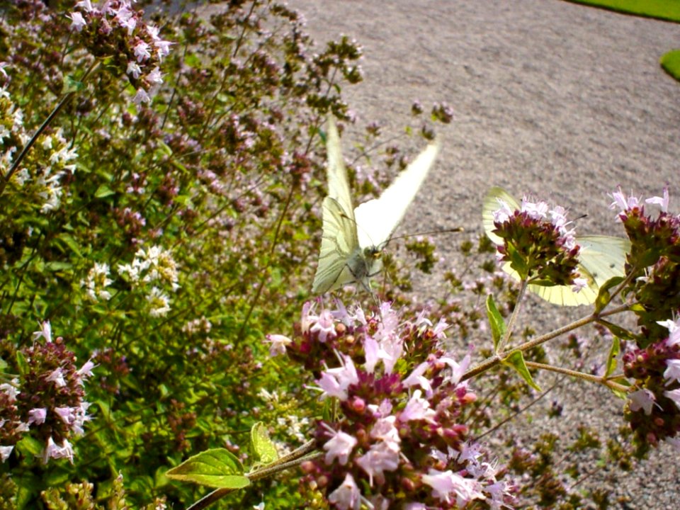 Butterfly On Flowers